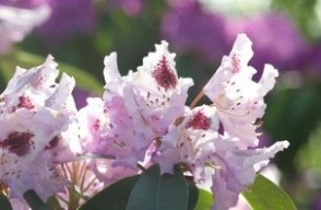 Counseling and Psychotherapy serving Chicago and the North Shore area